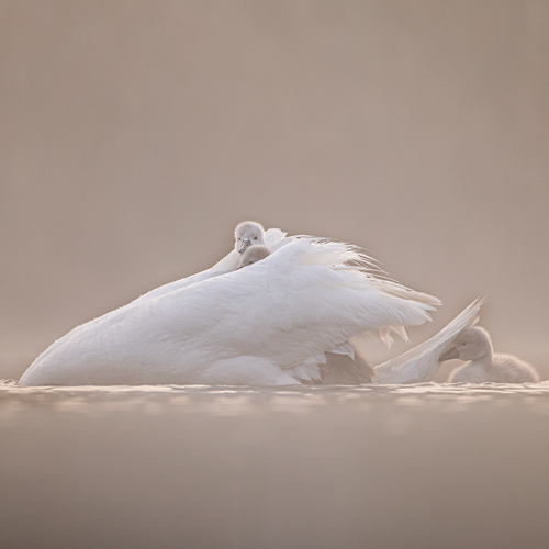 Photo #13989225