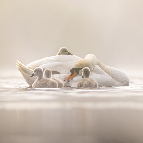 Photo #13989226
