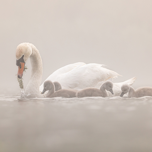 Photo #13989253