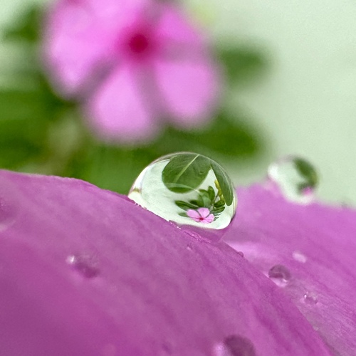 A World Within a Drop