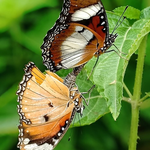 Photo #13989377