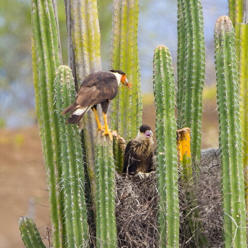 Photo #13990002