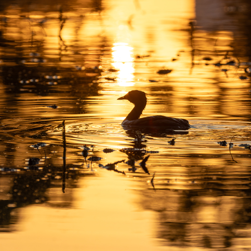 Photo #13990096