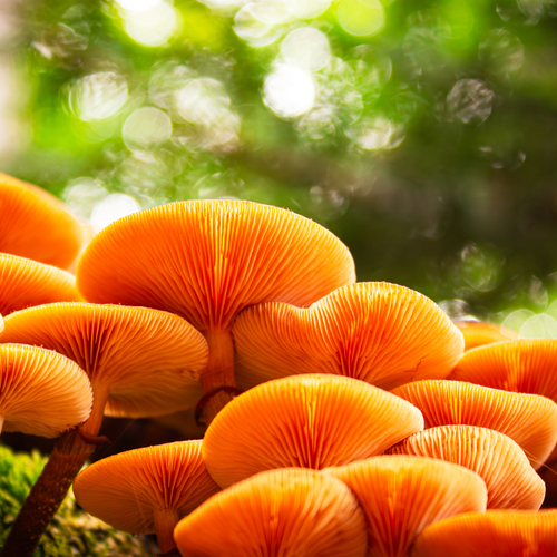A detailed macro close up photograph showing bright orange wild mushrooms growing in clusters on tree bark with glowing gills and green forest bokeh