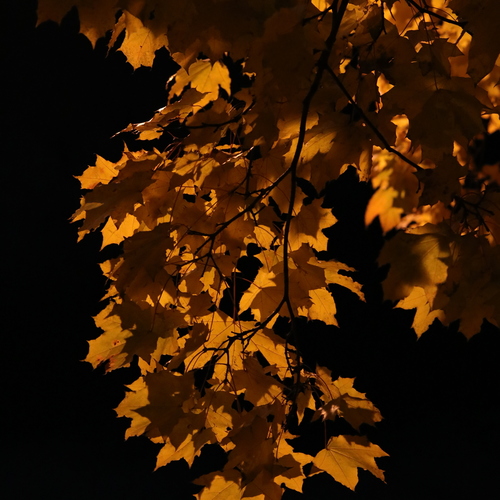 Photo #13991057