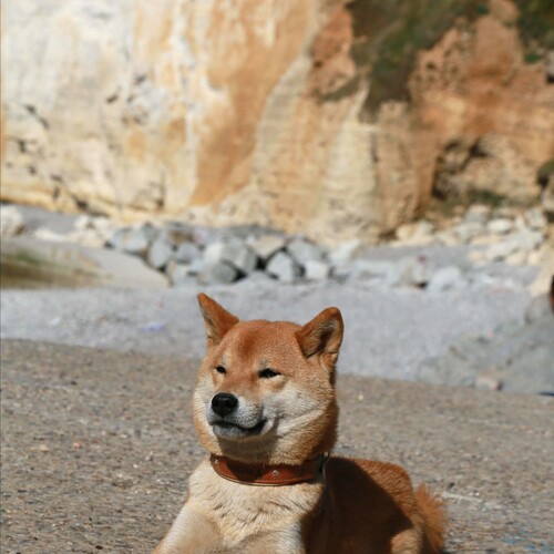 Photo #13991232
