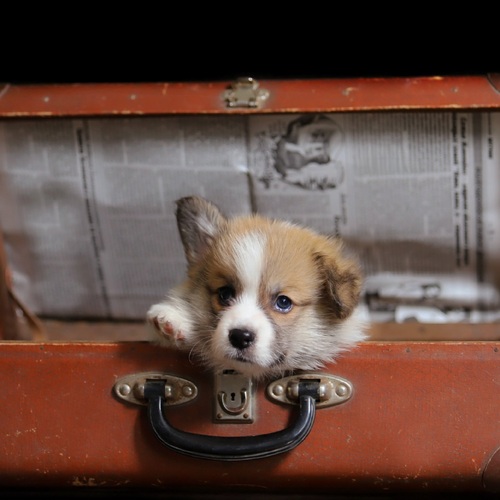 Photo #13992373