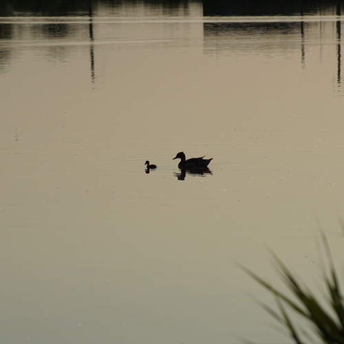 Photo #13992474