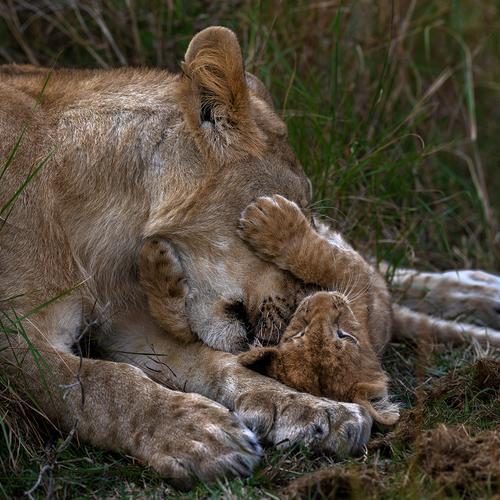 A Mother’s EmbraceIn