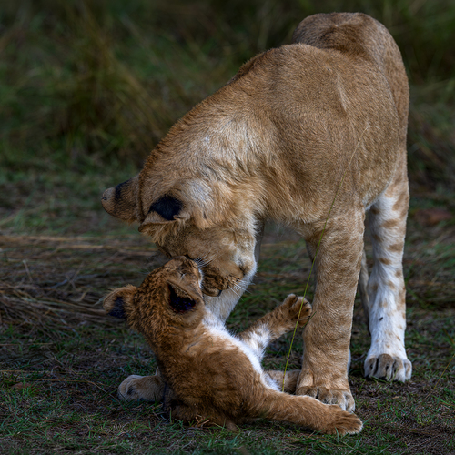 Playtime Together