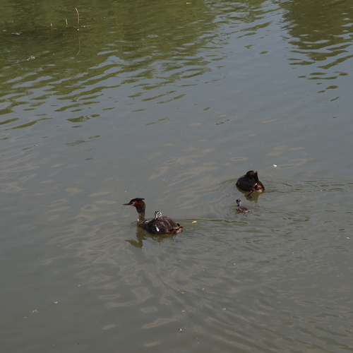 Photo #13993144