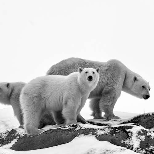 Photo #13993443