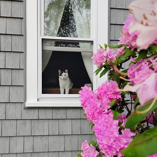 Window Watcher Among Blooms