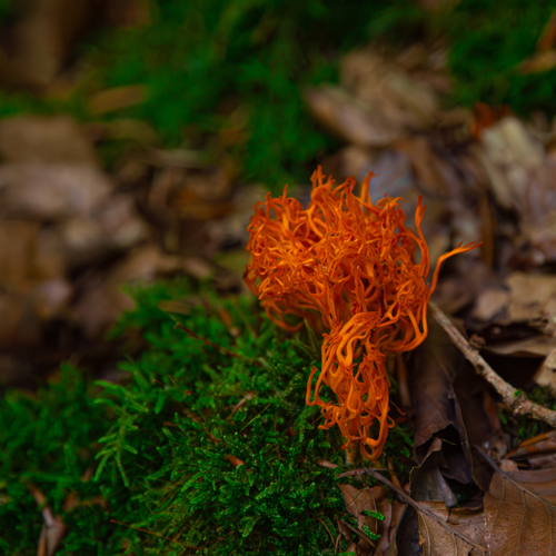 A detailed macro close up photograph showing bright orange coral fungus Ramaria growing among green forest moss and dry autumn leaves in woodland