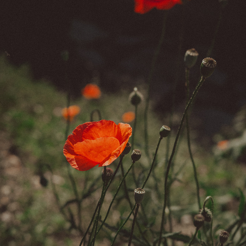 Photo #13993958