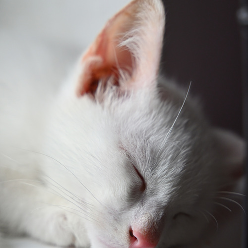 Photo #13994106