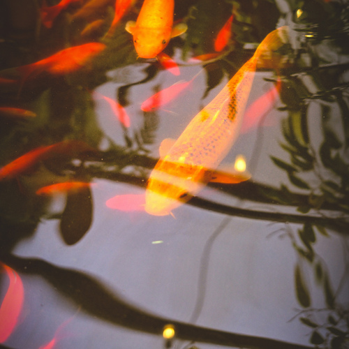 Photo #13994726