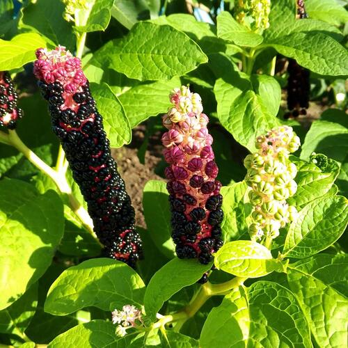 Photo #13995102