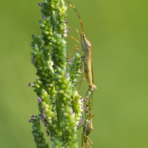 Mating Pair