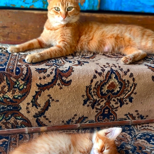Photo #13996439