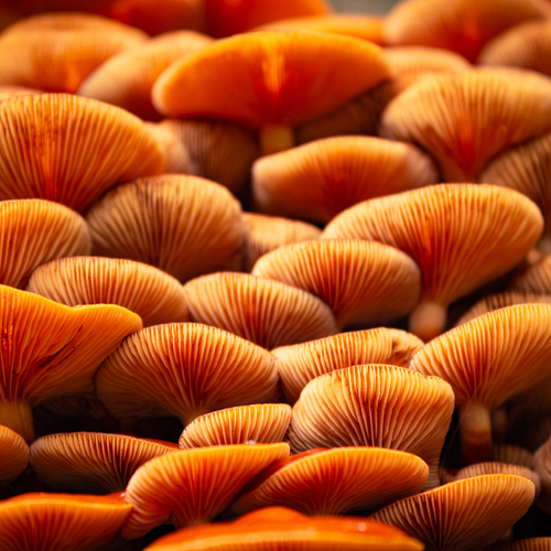 A detailed macro close up photograph showing massive dense cluster of bright orange wild mushrooms with glowing ribbed gills in forest