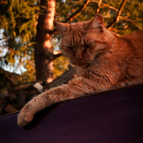 Photo #13997705