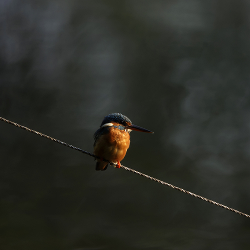 Photo #13997787