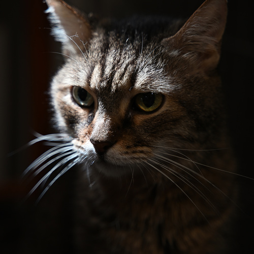 Photo #13998419