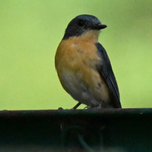 Tickell\'s blue fly catcher