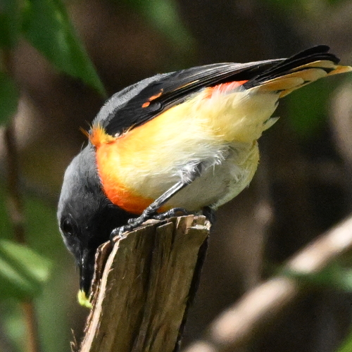 Small minivet