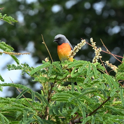 Small minivet male