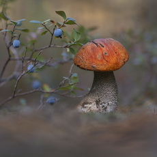 Александр Гвоздь