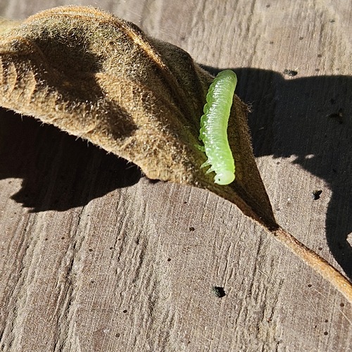 Photo #13999034
