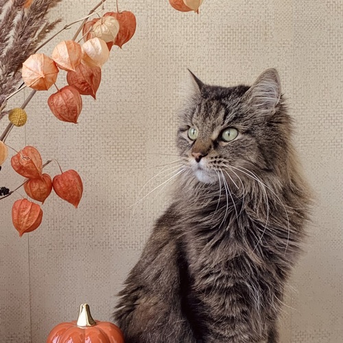 Кот и осень