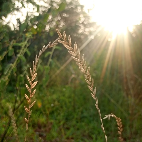 “Golden Evening Grass”