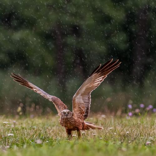 Marsh harrier in the rain.