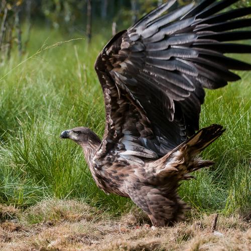 Lesser spotted eagle (juveni