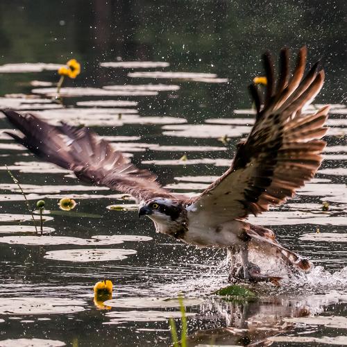 Sucessfull ospreys fishing.