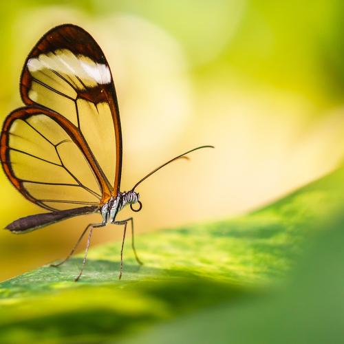 glass winged butterfly (greta oto)