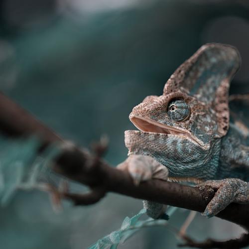 Photo #1401604