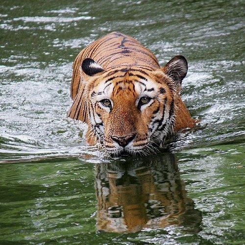BATHING