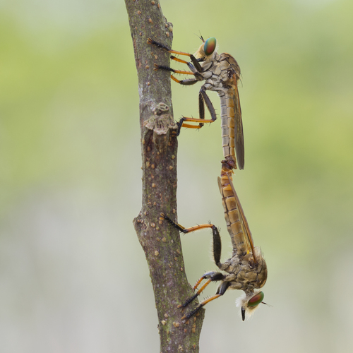 Robber fly matting