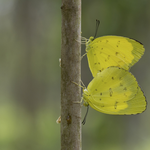 Yellow butterfly