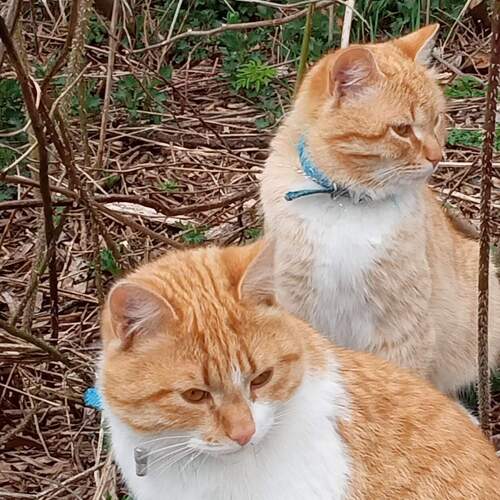 Photo #14000303
