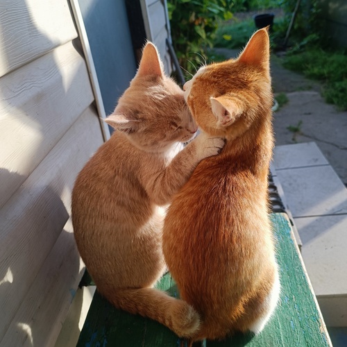 Photo #14000747