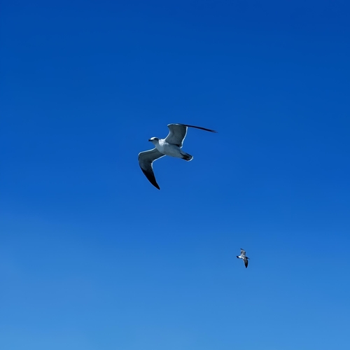 Blue Silence