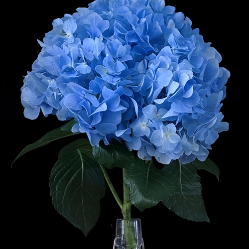 Midnight Bloom