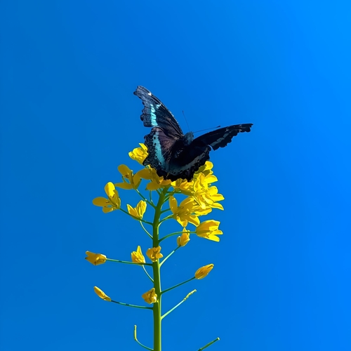 Blue on Gold