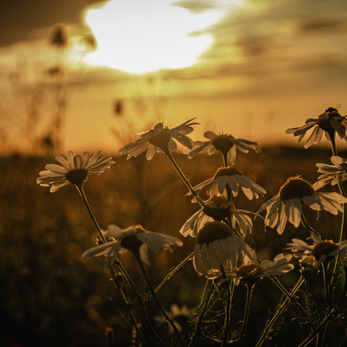 Photo #14001522