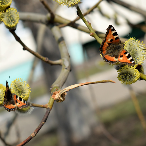 Photo #14002136